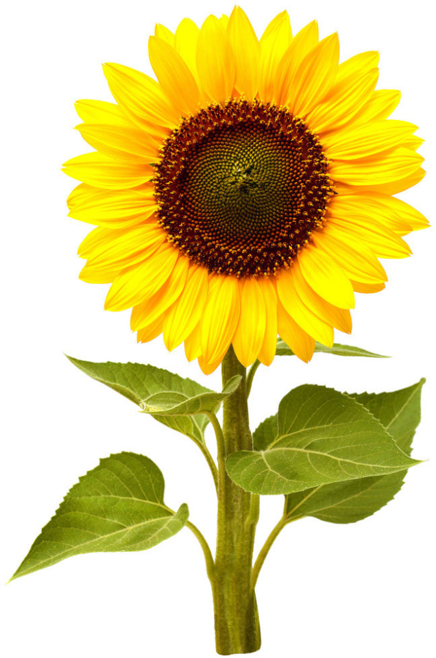 Click & Grow mini päevalill Smart Garden Refill, 3tk