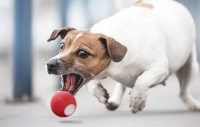 Cheerble interaktiivne mänguasi C1221 SE Interactive Dog Wicked Ball, punane