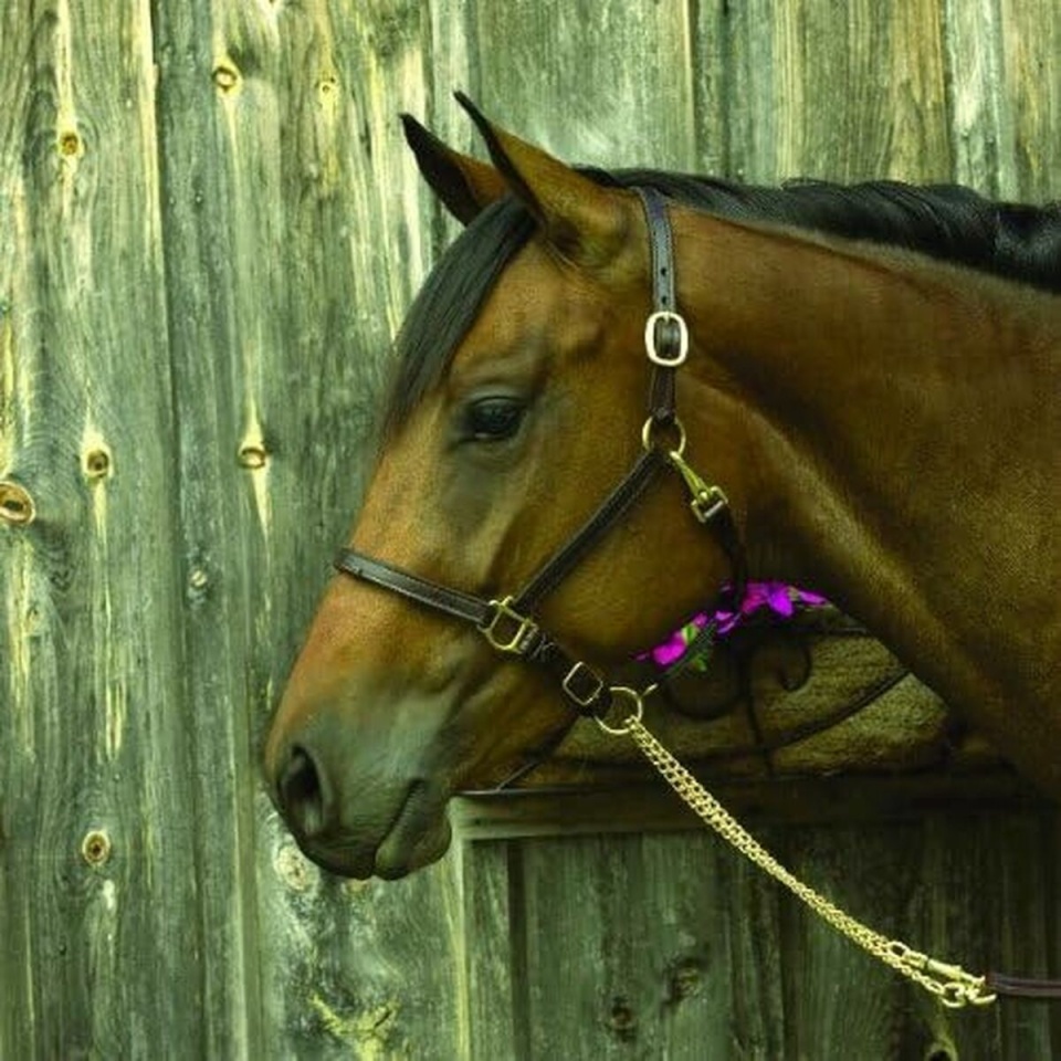 Majorica naiste sõrmus 17218.01.1.913.010.1