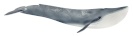 Schleich mängufiguur Wild Life 14806 Blue Whale