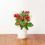 Click & Grow Smart Garden refill Minitomat 3tk