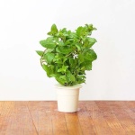 Click & Grow Smart Garden refill Piparmünt 3tk