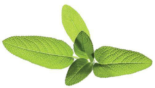 Click & Grow Smart Garden refill Aedsalvei 3tk