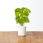 Click & Grow Smart Garden refill Basiilik 3tk