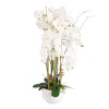 H4Y orhidee Garden Queen, 102cm, valge