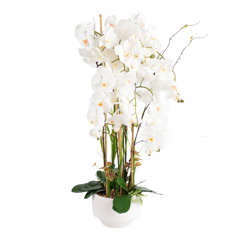 H4Y orhidee Garden Queen, 102cm, valge