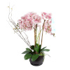 H4Y orhidee Garden Queen, 68cm, heleroosa