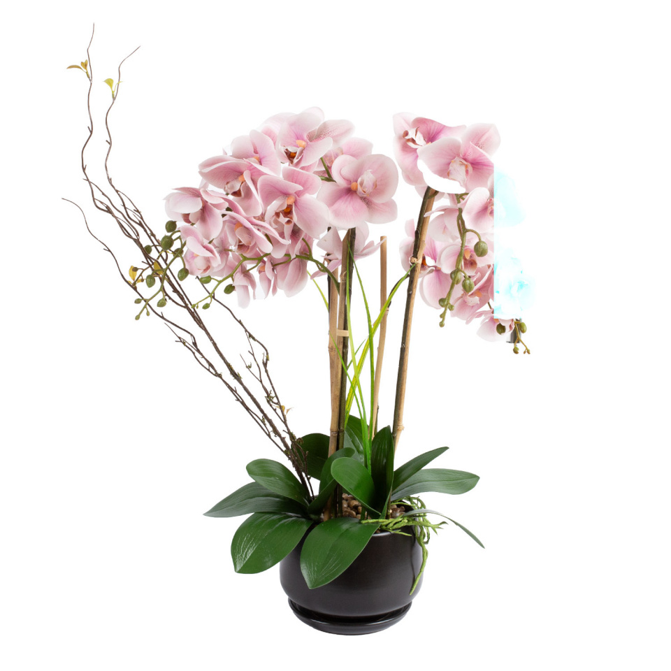 H4Y orhidee Garden Queen, 68cm, heleroosa