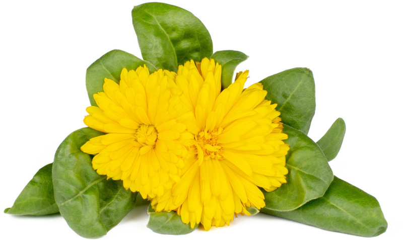 Click & Grow Smart Refill Saialill 3tk