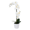 H4Y valge orhidee In Garden, 51cm, valge