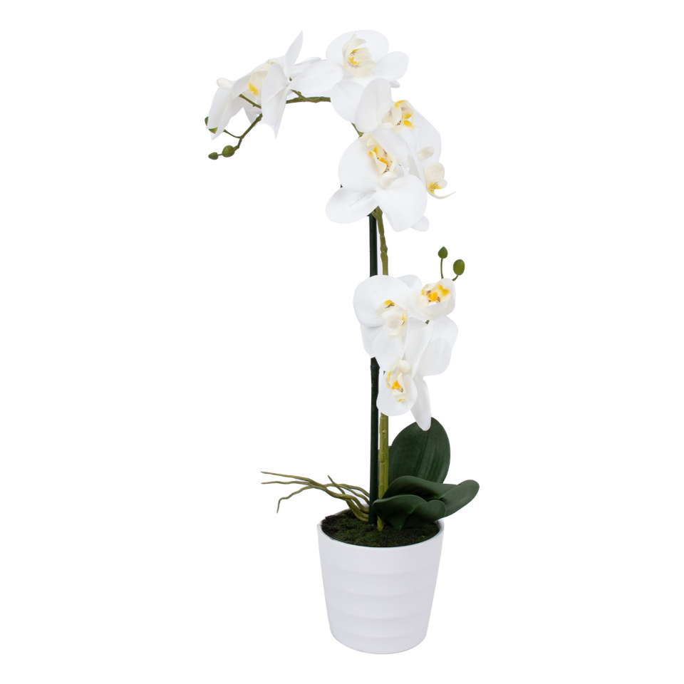 H4Y valge orhidee In Garden, 51cm, valge