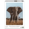 Ambassador pusle African Elephant 1000-osaline (Donal Boyd)