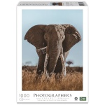 Ambassador pusle African Elephant 1000-osaline (Donal Boyd)