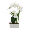 H4Y orhidee GREENLAND, 41cm, valge