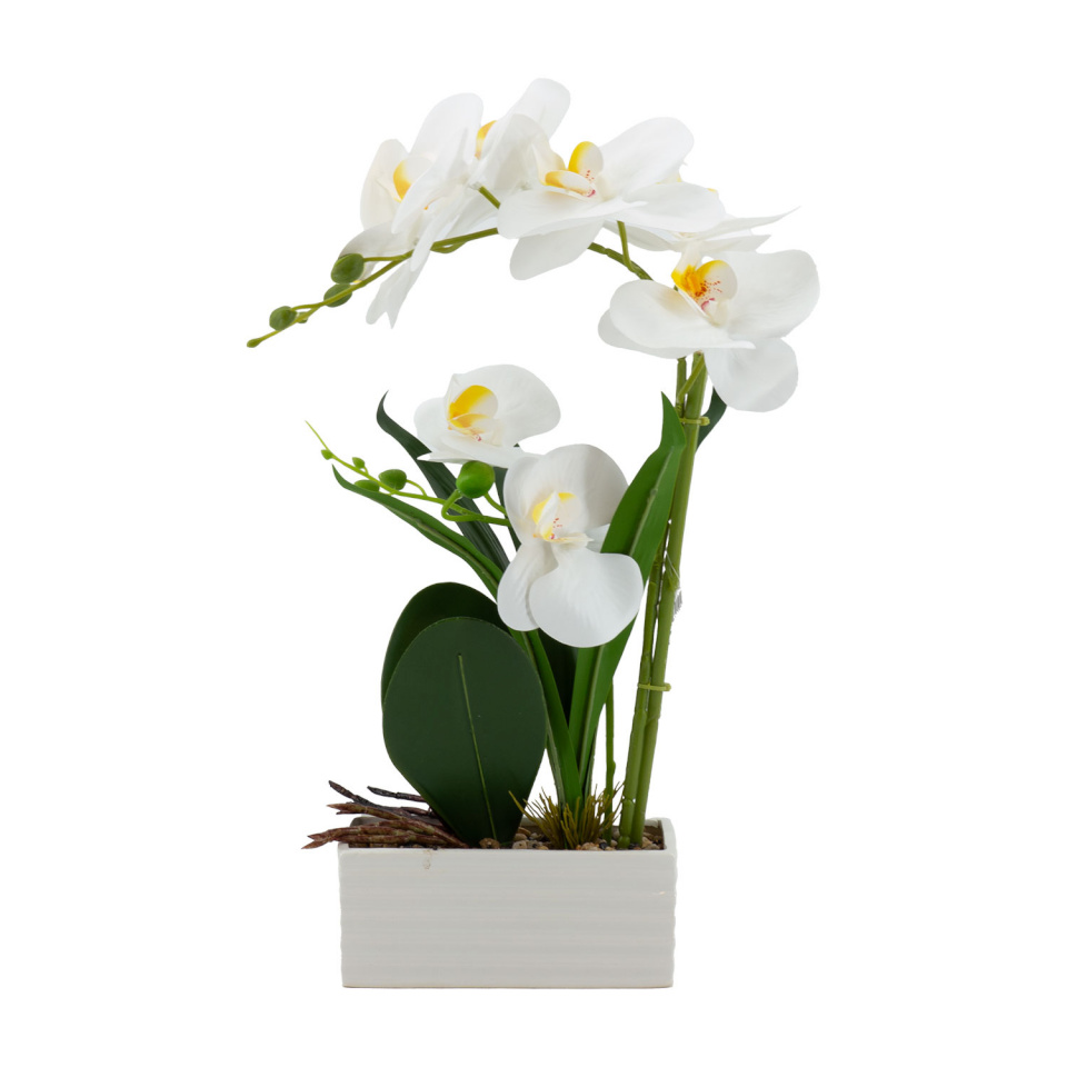 H4Y orhidee GREENLAND, 41cm, valge