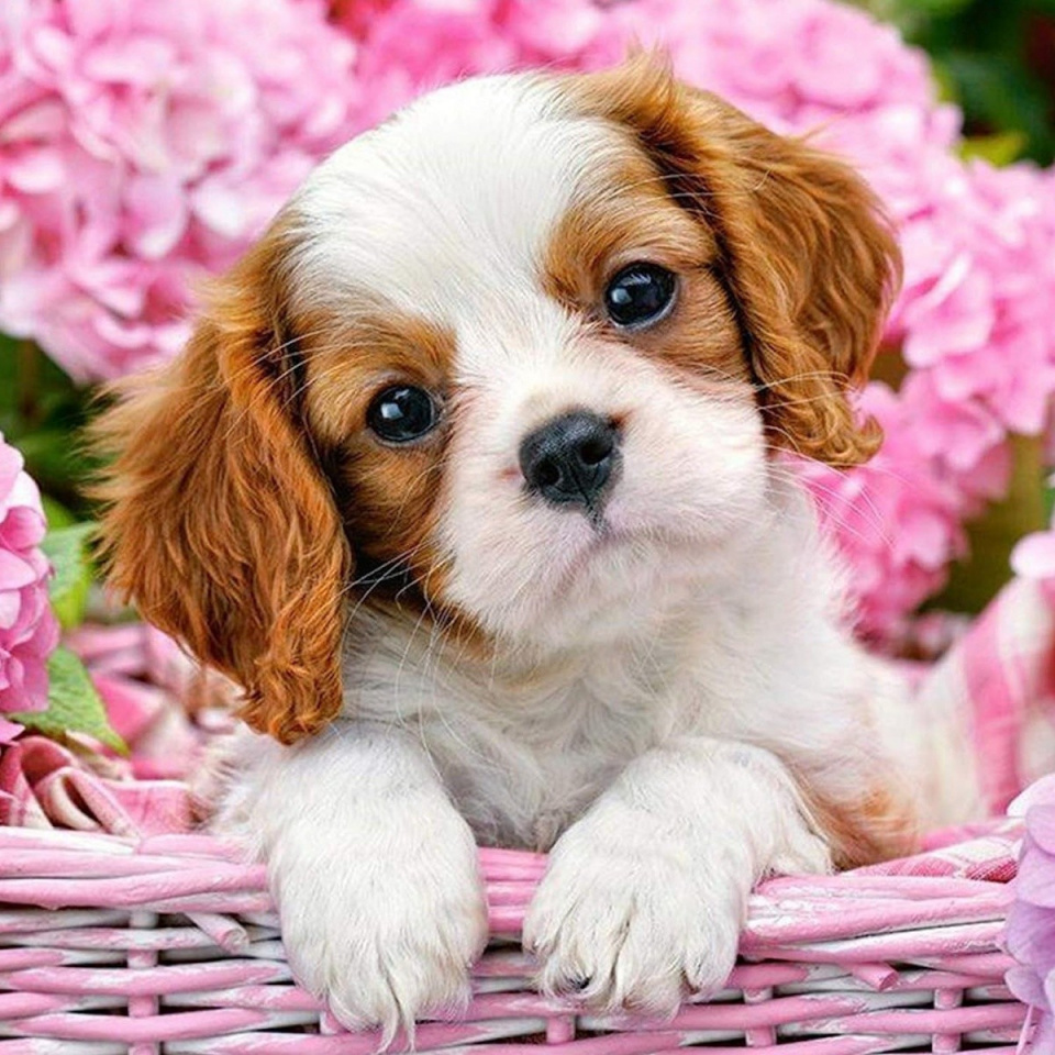 Norimpex teemantmaal Diamond Mosaic - Piesek w koszu