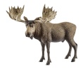 Schleich mängufiguur Wild Life 14781 Bull elk