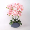 H4Y orhidee Garden Queen, 64cm, heleroosa