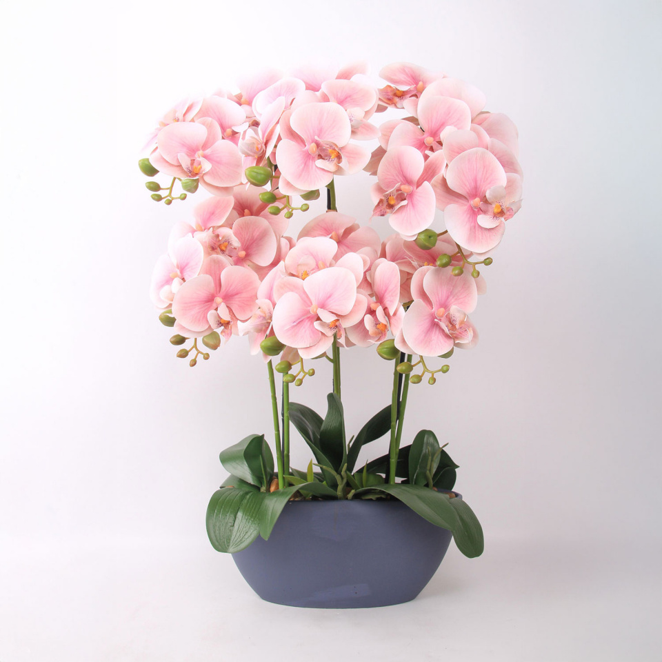 H4Y orhidee Garden Queen, 64cm, heleroosa