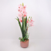 H4Y orhidee Garden Queen, 70cm, heleroosa