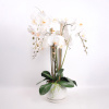H4Y orhidee Garden Queen, 68cm, valge