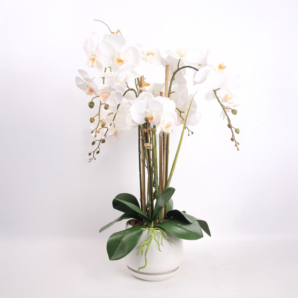 H4Y orhidee Garden Queen, 68cm, valge