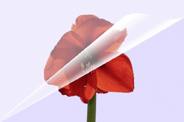 Olympia lamineerimiskile 1x100 Laminating Pouch DIN A4 80 micron 9166