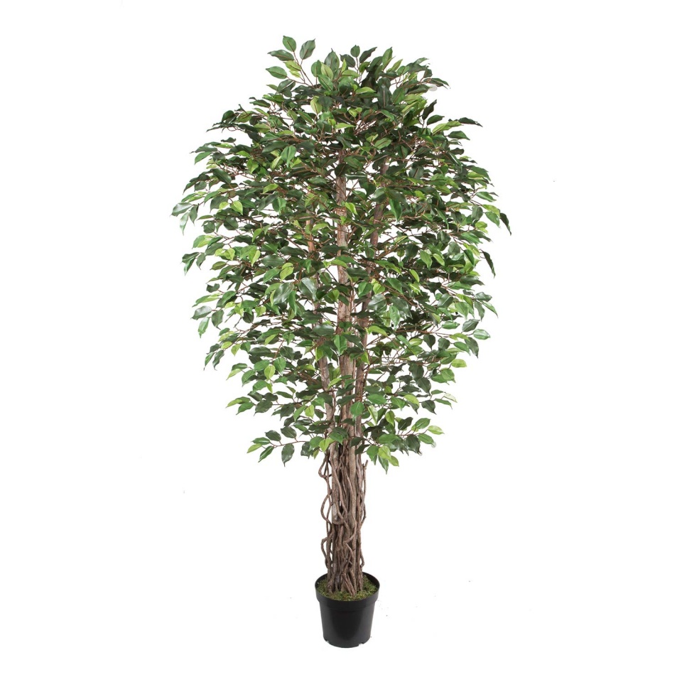 H4Y kunstpuu Wind Ficus, 210cm