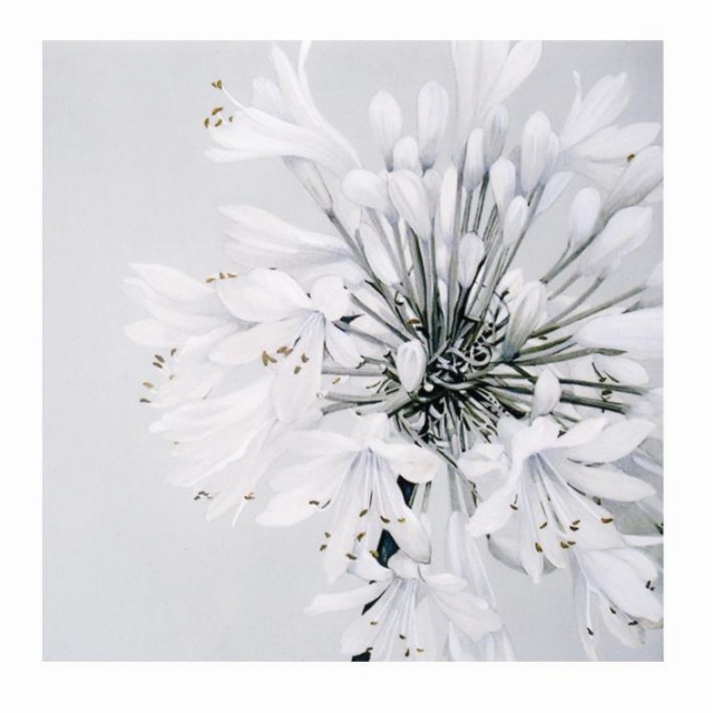 Herlitz salvrätikud 33x33cm/20tk White beauty